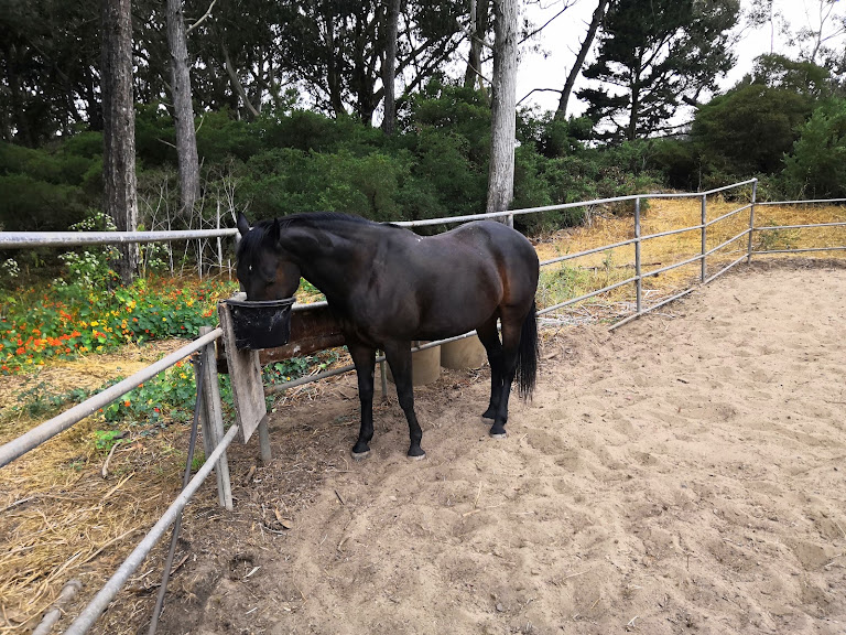 Park Stables — Equestrian venue in California